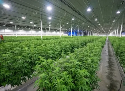 MEP Design for Cannabis Facilities
